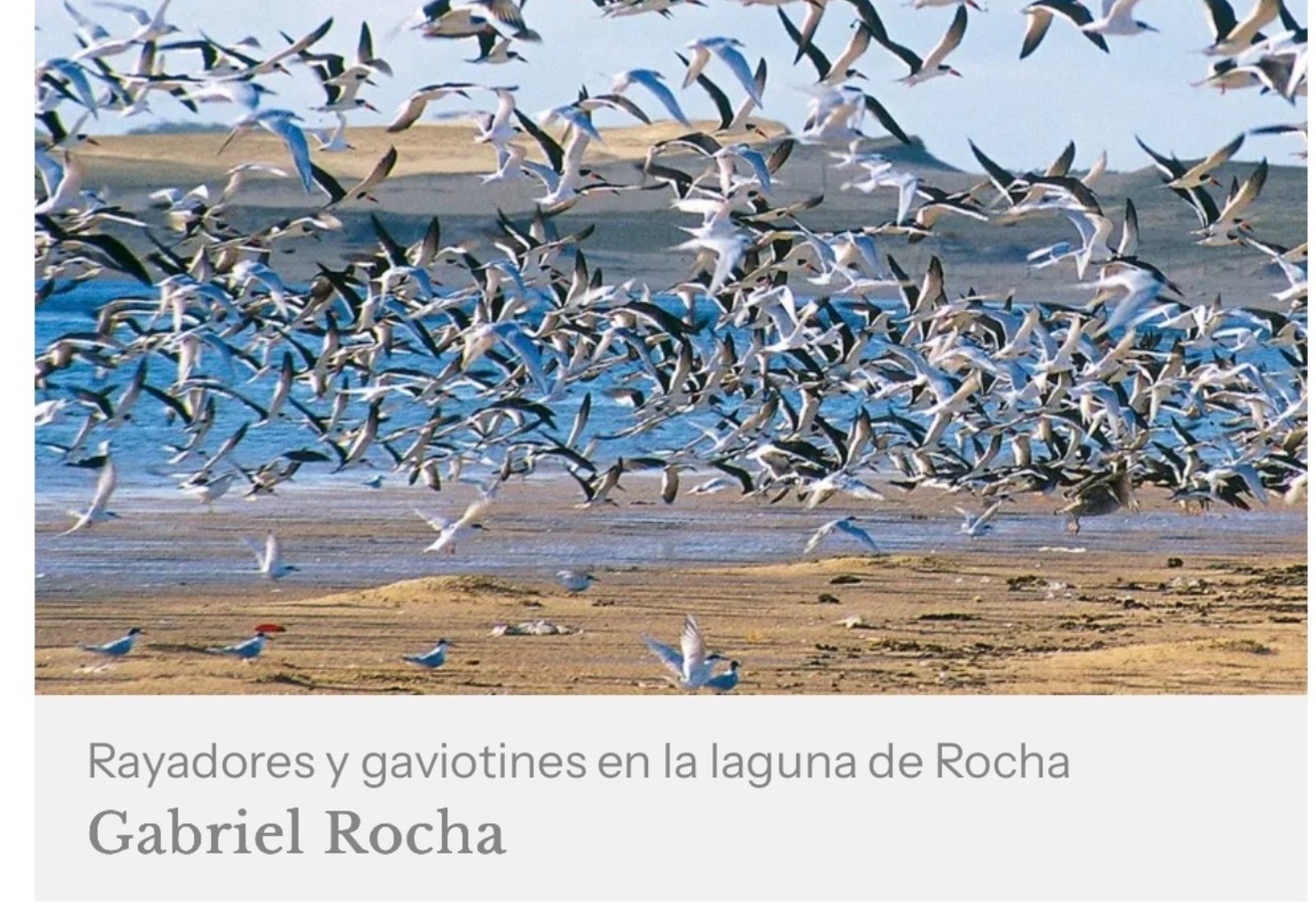 Laguna de Rocha - aves migratorias