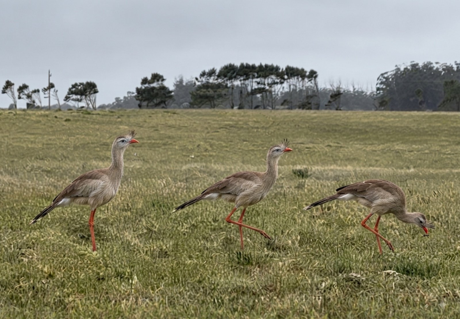 Aves del Uruguay